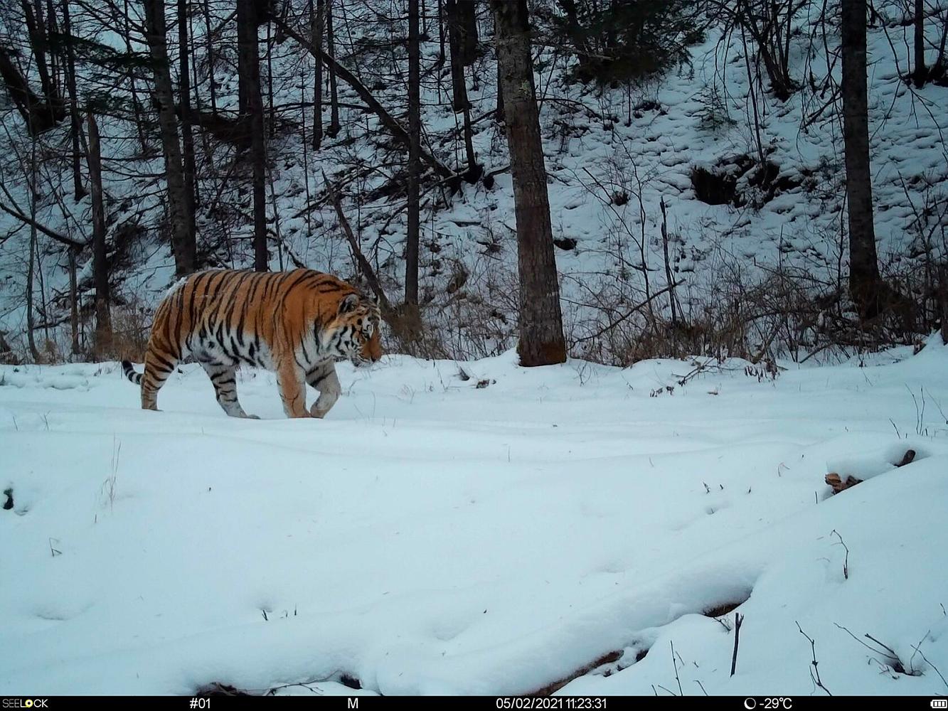 Фото с фотоловушек предоставлены Центром «Амурский тигр»