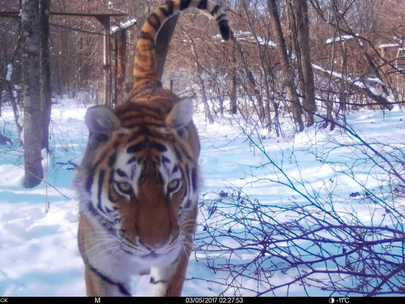 Фото с фотоловушек предоставлены Центром «Амурский тигр»