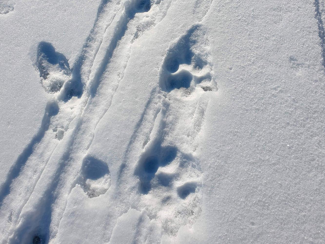 Фото с фотоловушек предоставлены Центром «Амурский тигр»